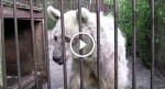 Lonely bear sat alone in a rusty cage for 30 years but WATCH her reaction when they set her free!