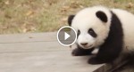 Baby panda crawls onto a picnic table, when he turns around and does THIS? I can’t stop LAUGHING!