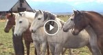 Five horses come to the fence and line up. Now WATCH for the little surprise at the bottom…