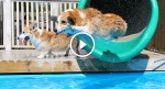 Two small Corgis see their buddy in the pool, but when they do THIS next? ADORABLE!