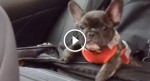 Puppy might be small but WATCH how the little guy throws a temper tantrum!