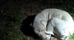 They find a stray dog, shine a light on him and he stands up and they see he is very thin