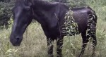 A hungry old horse stood alone on a mountain until someone stepped in and change his life forever