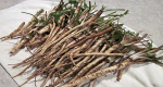 Dandelion Root’s Effectiveness Against Cancer Might Be Better Than Chemo