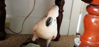 Human Tells His Parrot He Has To Go To The Vet. The Parrot Proceeds To Throw A Hysterical Tantrum.