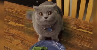 This Guilty Cat Will Make You Laugh In Seconds, Guaranteed