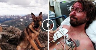 Lightning Strikes Hiker And Nearly Kills Him, But His Loyal Dog Saves His Life
