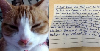 Cat Goes Inside The Neighbor’s House And Comes Home With A Note Attached To Her