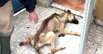 Starved Puppy Makes Miraculous Recovery