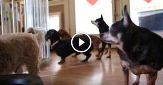 Woman Opens Up a Retirement Home For Senior Dogs