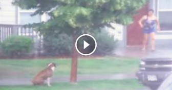 Dog Was Abandoned Outside In Thunderstorm, So Neighbor Runs Outside And Brings Him Into Her Home