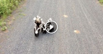 A Family Of Skunks Walked Up To A Cyclist And Had An Adorable Reaction To Him