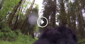 This Dog With A GoPro On Its Back Encountered Something Terrifying In The Forest