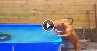 Bulldogs Lose Tire In a Pool, Put On An Incredible Display Of Teamwork To Retrieve It
