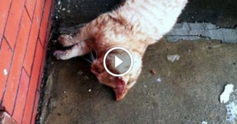 Man Finds Frozen Cat On His Front Porch. Thinks Its Dead, But Then Notices Its Paw…