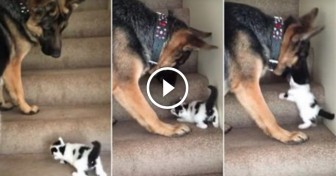 Giant German Shepherd Helps Tiny Foster Kitten Get Upstairs By Carrying Him