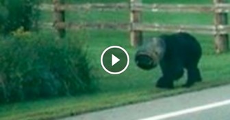 Couple Spot A Bear Who Has A Bucket Stuck On His Head. Now Watch When They Approach It…