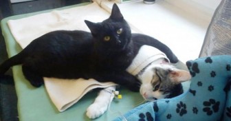 Shelter Rescues Cat, Later Realizes It Has A Special Gift For Comforting Other Sick Animals