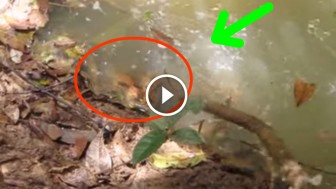 He Sees This Giant Snake In The Water And Pokes It With A Stick. Seconds Later? Lesson Learned.