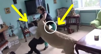 This Is EXACTLY Why You Don’t Keep A Lion As A Pet
