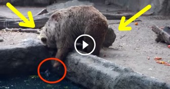 This Bear Spots A Struggling Bird In The Water. I Can’t Believe What She Did Next