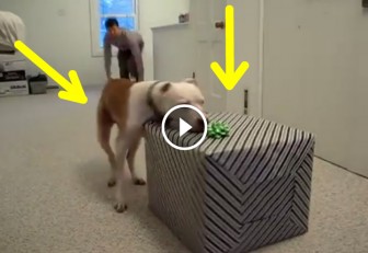 This Cancer-Free Pit Bull Opens His Birthday Gift And His Reaction Is The Absolute Best