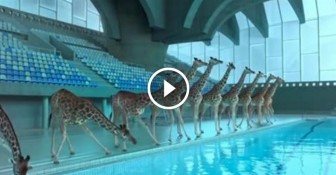 When I Saw What These Giraffe Did, It Left Me Completely Speechless!