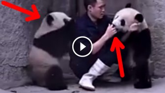 He Tries To Feed Medicine To Pandas, What Happens Next Is Completely Adorable