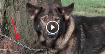 This Dog Was Chained To A Tree For Most Of Its Life. Watch What These People Do About It.