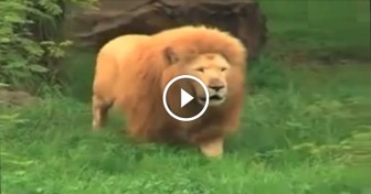 This Lion Was Bored, So They Threw Him A Ball. But They Never Expected Him To Do This!