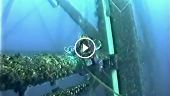 This Diver Was Working In The Deep Blue. He Never Expected THIS To Happen. What A Surprise!