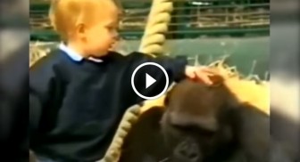 This Girl Goes To Pet A Gorilla. When She Does? I’m Awe-Struck.