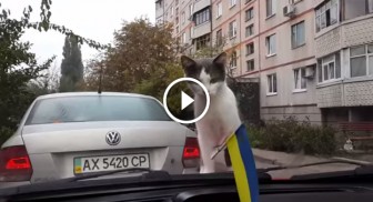 This Cat Sees Windscreen Wipers For The First Time In His Life, His Reaction Will Make You Laugh