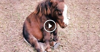 This Cutie Held The Record For World’s Smallest Horse, And She’ll Melt Your Heart.