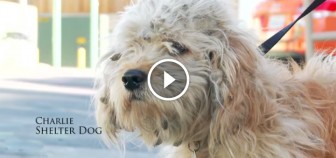 This Homeless Dog Went To The Groomer. What She Found Under All The Matted Hair Made My Eyes Well Up
