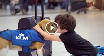 The Cutest Lost & Found Service: KLM Uses This Adorable Dog To Find The Owner