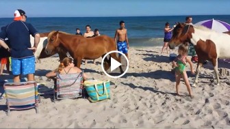 Wild Horses Storm Unsuspecting Beachgoers, And You Can’t Imagine What They Are Going For…