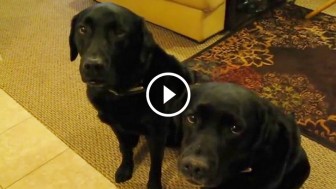 One of These Two Adorable Labs Stole The Cookie off The Counter, But Wait To See How Mom Revealed The Offender! Hilarious!