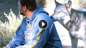 Veterans Suffering from PTSD are Healing Using Wolf Therapy! Incredible!