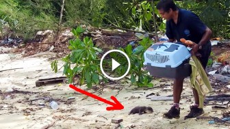 He Releases A Tiny Baby Back in The Wild. Now Watch The Left Hand Side of The Screen…