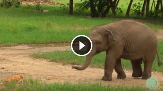 This Baby Elephant Met a Cat for The First Time. Now Watch What The Calf Did! Awww…