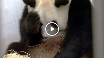 This Panda Was Acting Strange, But Then She Raises her Head Up And Reveals This! STUNNING!