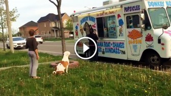 Pit Bull Sees An Ice Cream Truck Pull Up, Now Watch What He Does… HILARIOUS!