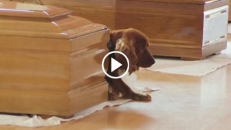 Heartbreaking Video of A Loyal Dog Who Refuses to Leave His Owner’s Coffin after Italy Earthquake