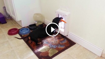 Adorable Dachshund Found An Unusual Treat For A Dog, And Now He Has To Get it Through His Tiny Door!