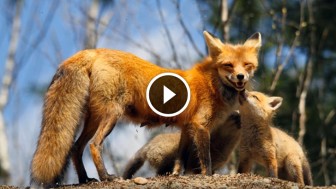 A Red Fox Mother And Her Three Baby Kits Caught in One of The Cutest Moments Ever! Amazing!