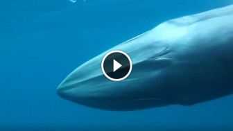 One of The World’s Rarest Species of Whale Was Caught On Film for The First Time in History! Amazing!