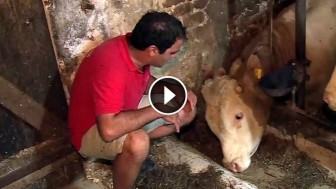 This Bull Was Chained Through His Entire Life. Now Watch When They Set Him Free For The First Time!