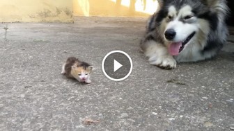 What Will Happen When Malamute Meet An Adorable Little Kitty… Completely Unexpected!