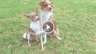 This Funny Trio of Dogs Have Learned Some Amazing Tricks And You Just Have To See Them!